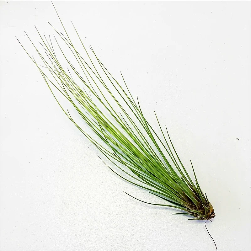 Tillandsia Juncifolia - Image 3