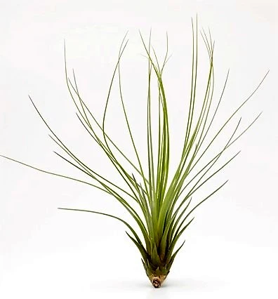 Tillandsia Juncifolia - Image 4