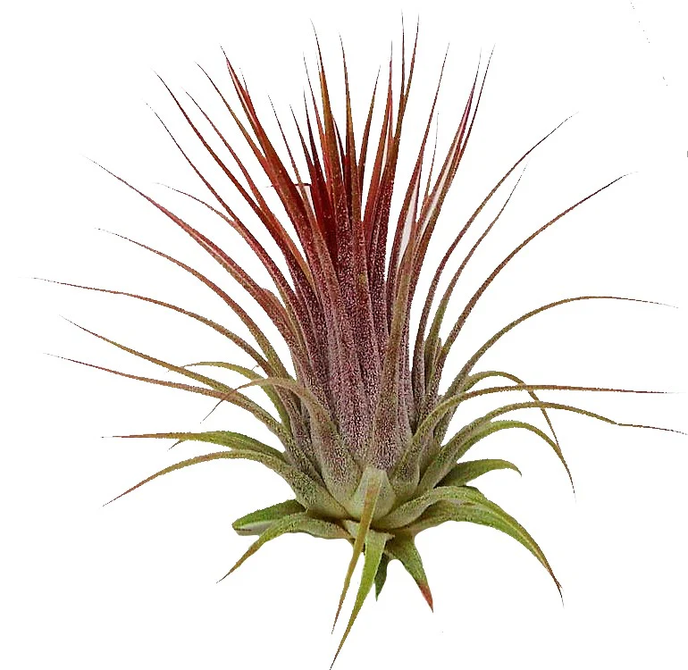 Tillandsia Lonantha Red Clumb - Image 3