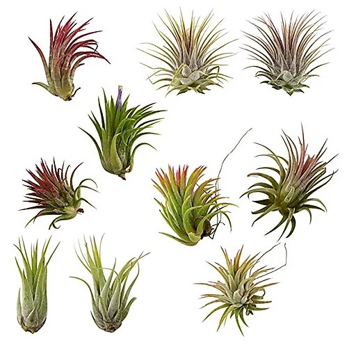 Tillandsia Lonantha Red Clumb - Image 4