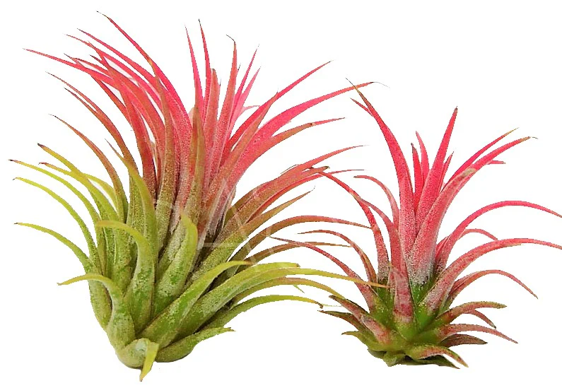 Tillandsia Lonantha Red Clumb - Image 5
