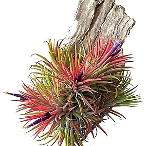 Tillandsia Lonantha Red Clumb - Image 6