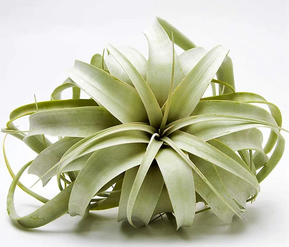Tillandsia Xerographica - Image 3