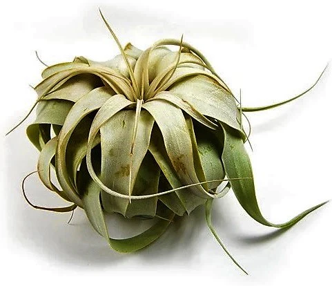 Tillandsia Xerographica - Image 4