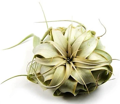 Tillandsia Xerographica - Image 5