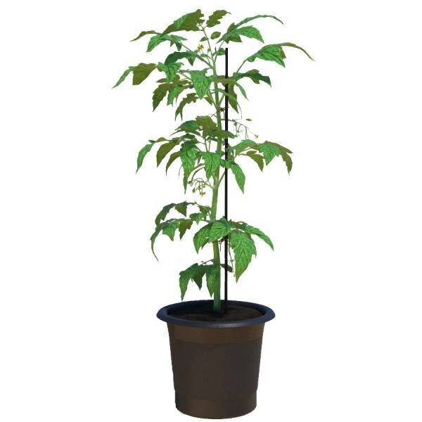 Tomato Plant - Image 2