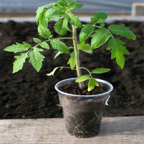 Tomato Plant - Image 3
