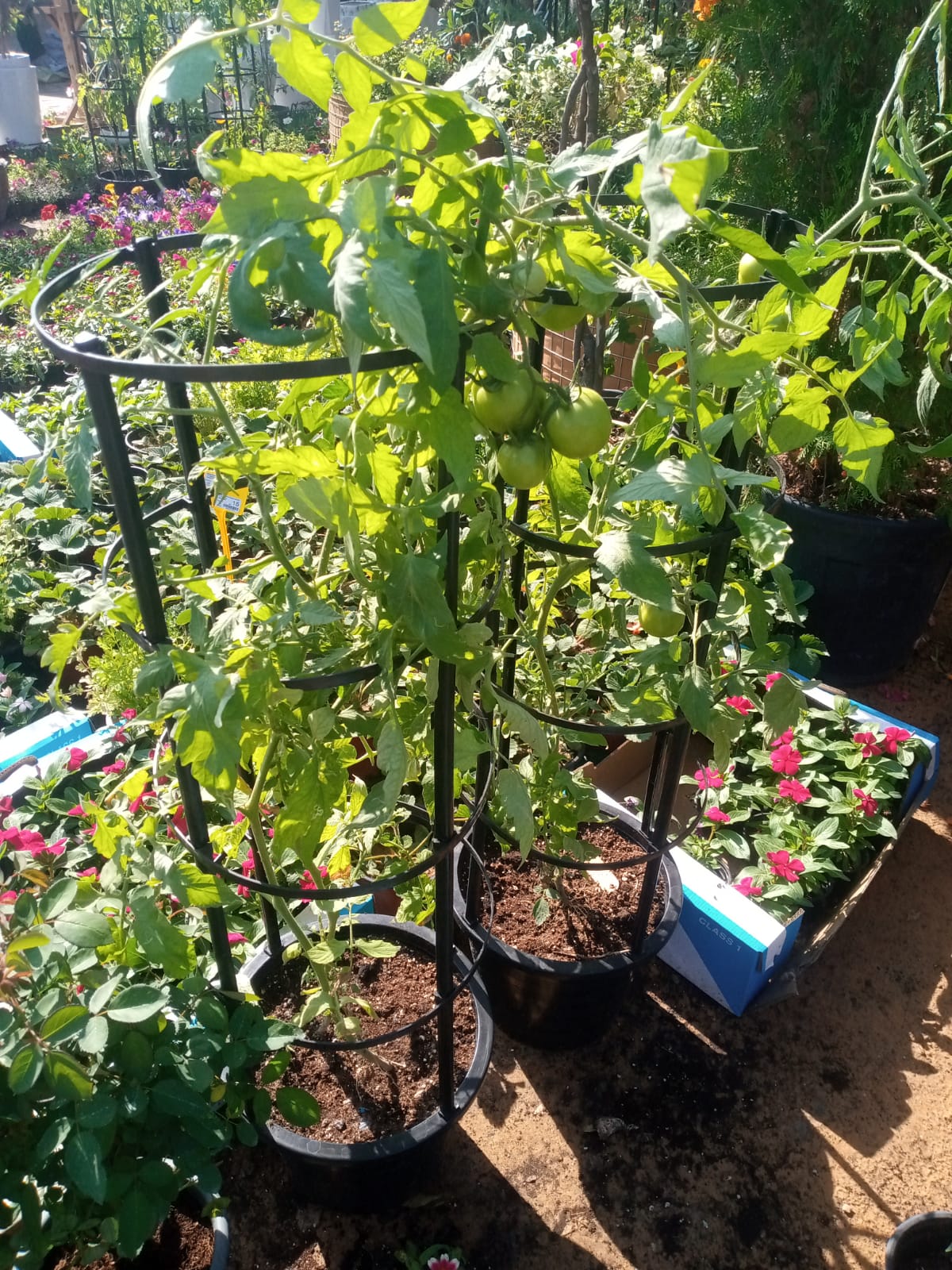 Tomato Plant - Image 4