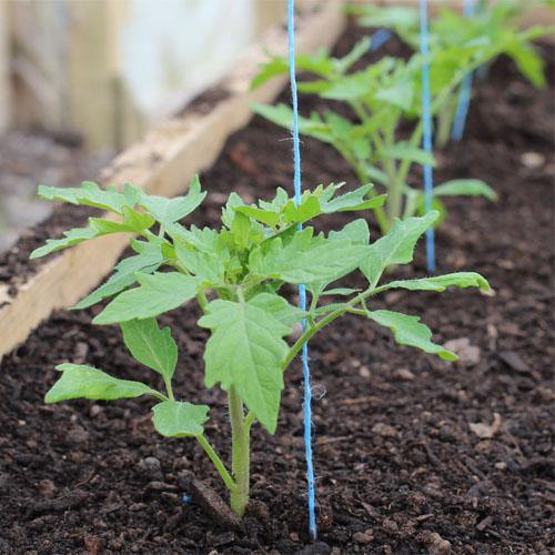 Tomato Plant - Image 5