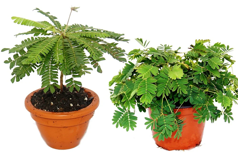 Touch me not, Mimosa Pudica - Image 3