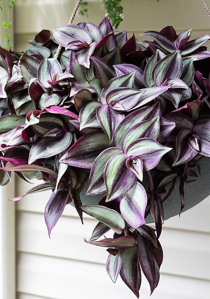 Tradescantia zebrina , Wandering Jew - Image 3