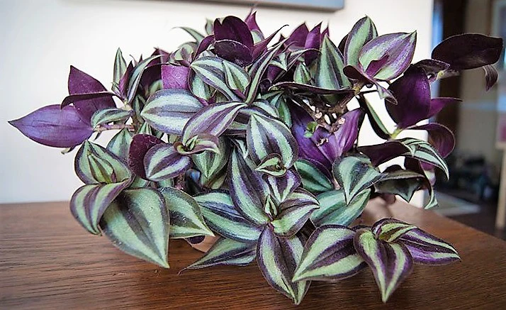 Tradescantia zebrina , Wandering Jew - Image 4