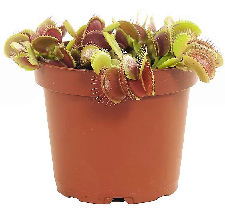 Venus Flytrap , Dionaea Muscipula - Image 3