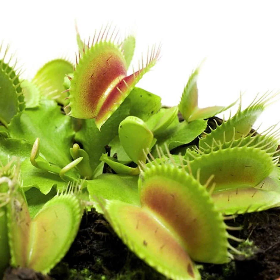 Venus Flytrap , Dionaea Muscipula - Image 4