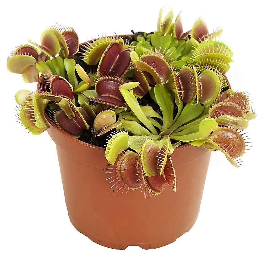 Venus Flytrap , Dionaea Muscipula - Image 5