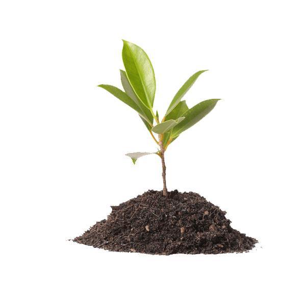 Vermicompost for Organic Farming 25LBS - Image 4