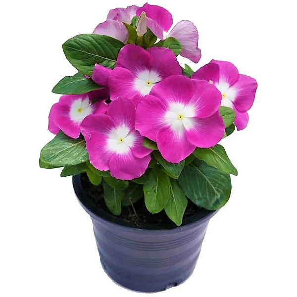 Vinca Flowers (small), Periwinkle - Image 3