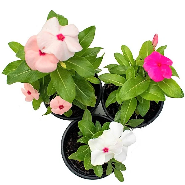Vinca Flowers (small), Periwinkle - Image 4