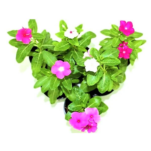 Vinca Flowers (small), Periwinkle - Image 5