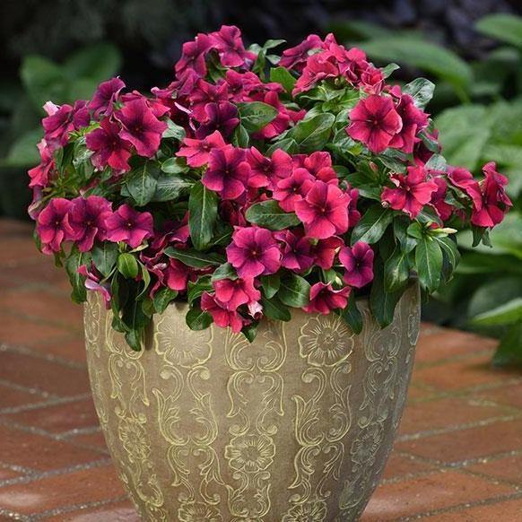 Vinca Flowers (small), Periwinkle - Image 6
