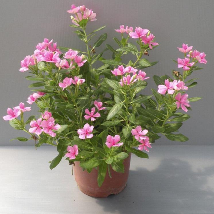 Vinca Flowers (small), Periwinkle - Image 7