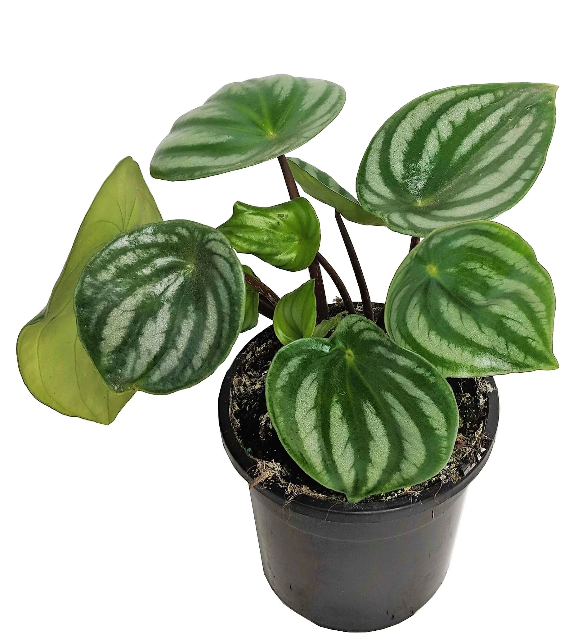 Watermelon Peperomia, Peperomia Argyreia - Image 2