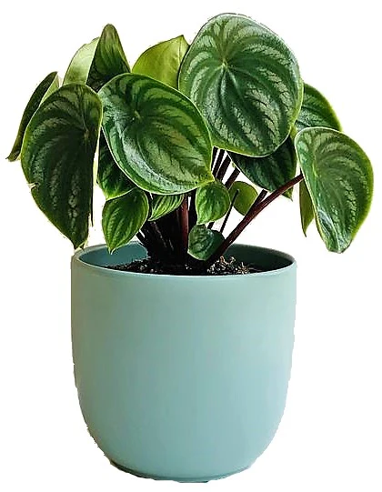 Watermelon Peperomia, Peperomia Argyreia - Image 3