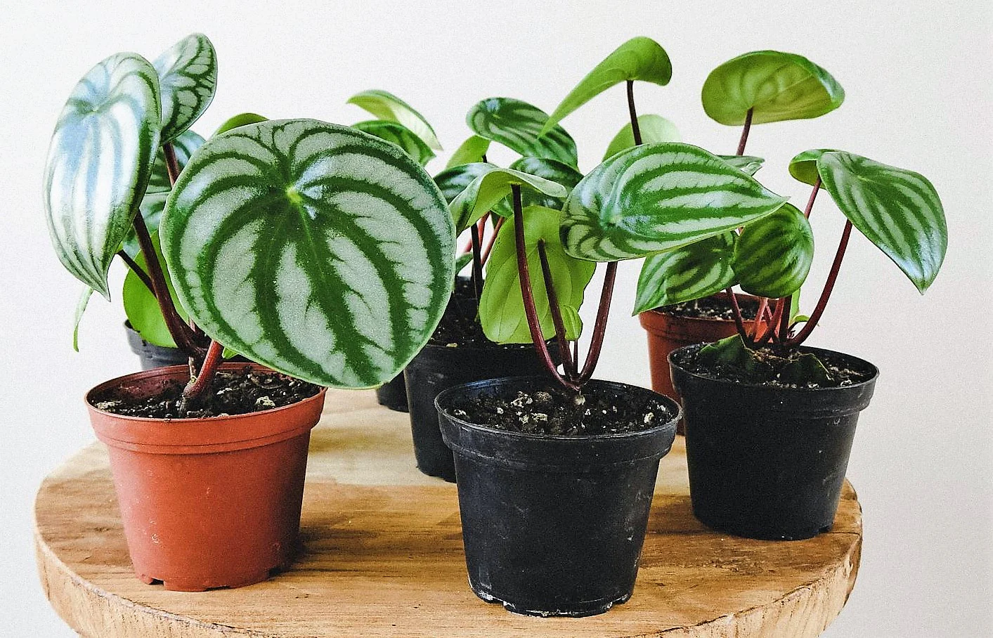 Watermelon Peperomia, Peperomia Argyreia - Image 4