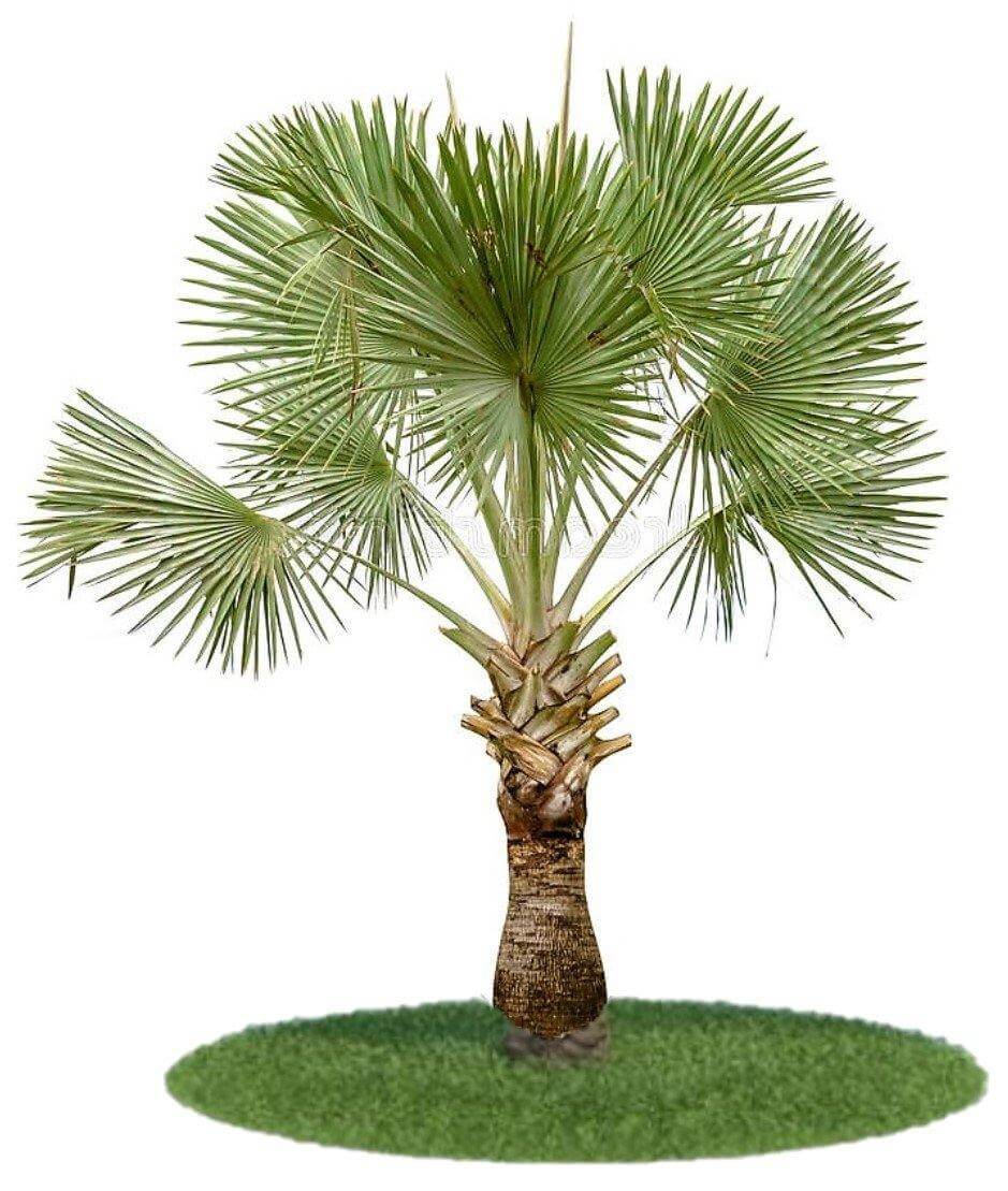 Wax Palm, Copernicia Prunifera - Image 3