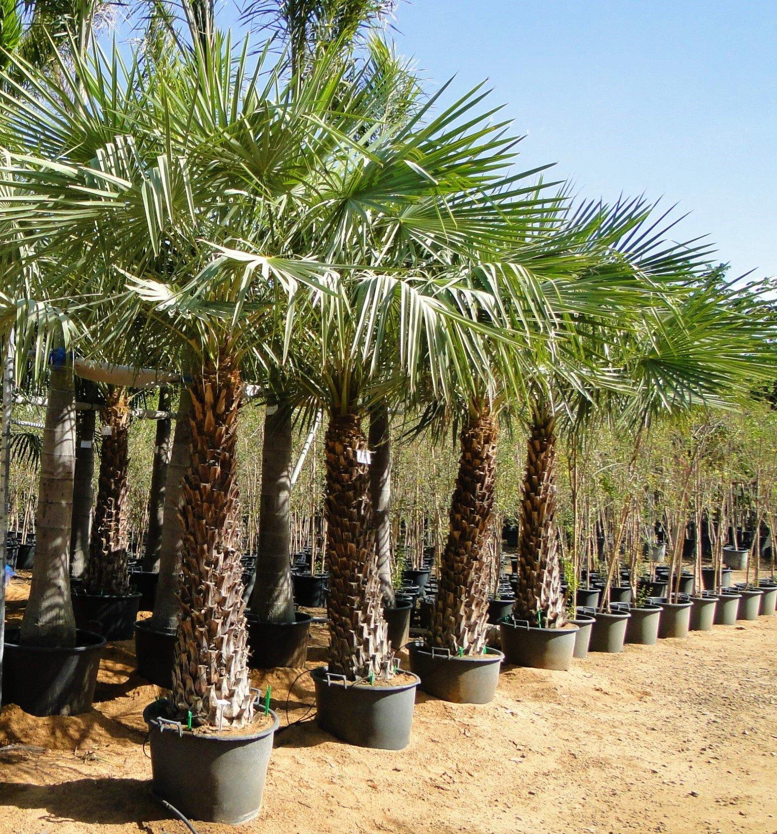 Wax Palm, Copernicia Prunifera - Image 4