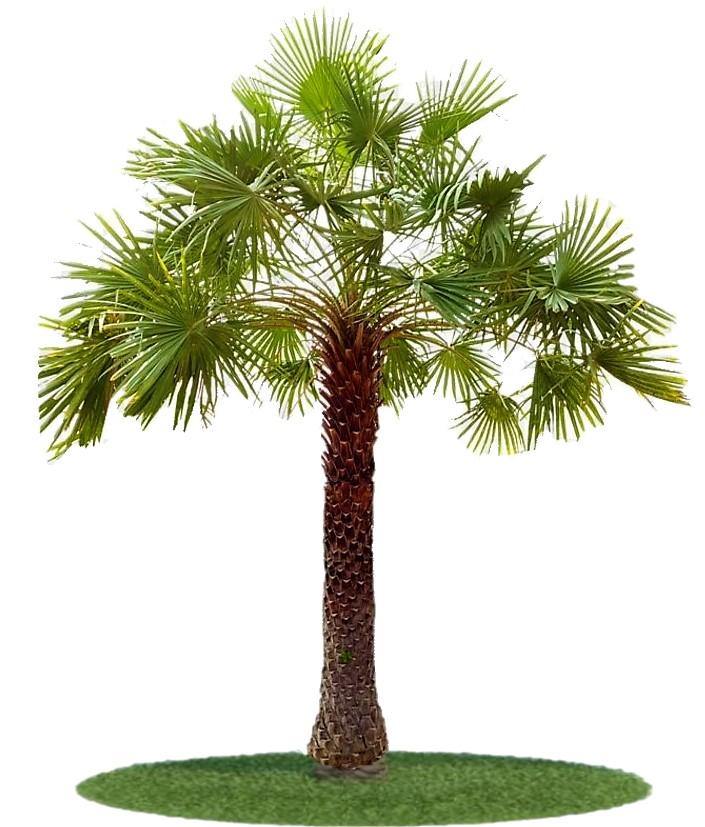 Wax Palm, Copernicia Prunifera - Image 5