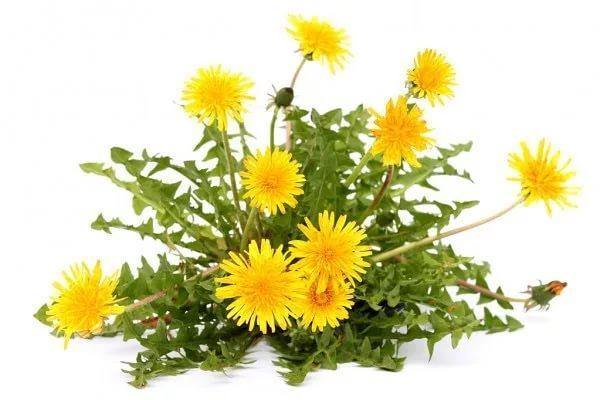 Wedelia Trilobata, Creeping Daisy or Rabbit Paw (small) - Image 3