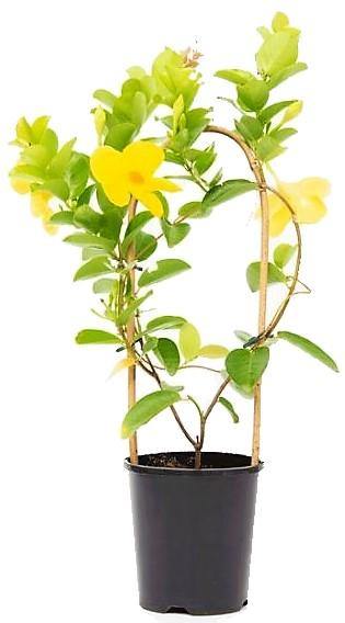 Yellow Bell Climber, Mandevilla Splendens - Image 3