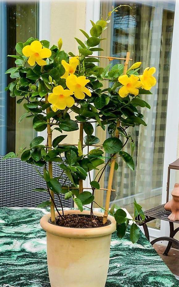 Yellow Bell Climber, Mandevilla Splendens - Image 4