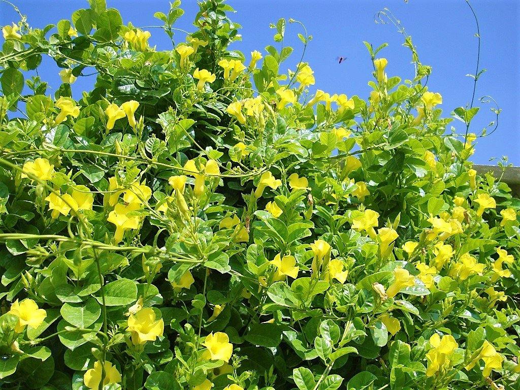 Yellow Bell Climber, Mandevilla Splendens - Image 5