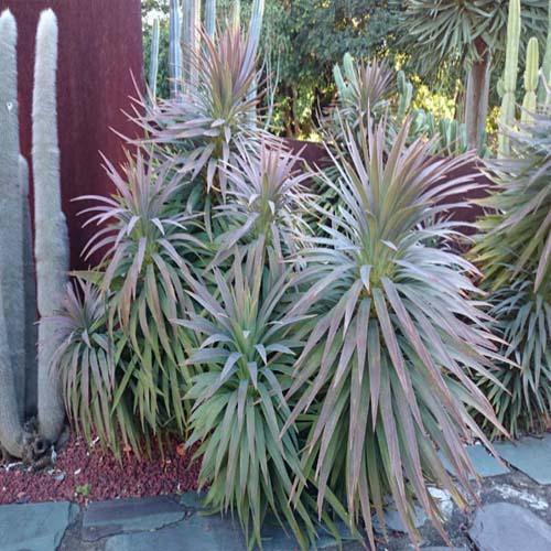Yucca Desmetiana, Blue Boy - Image 2