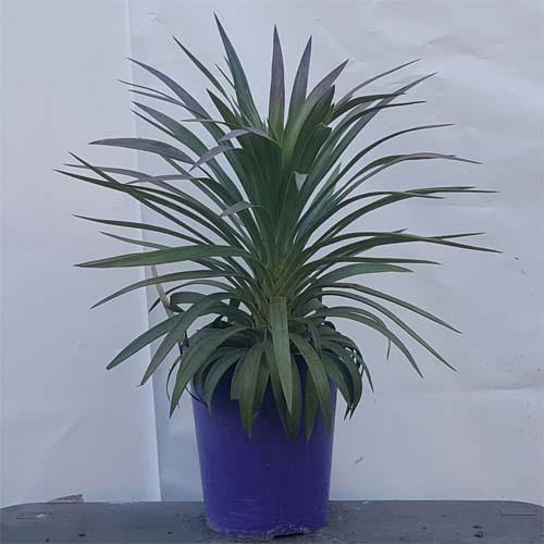 Yucca Desmetiana, Blue Boy - Image 3
