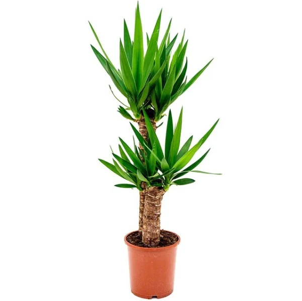 Indoor Plants