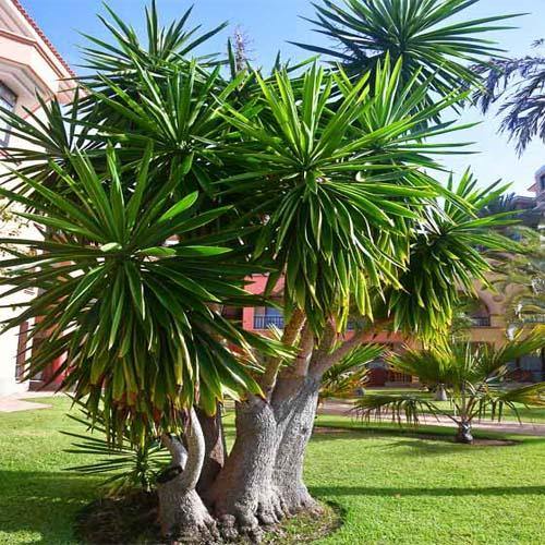 Yucca Elephantipes, Spineless Yucca, Giant Yucca - Image 2