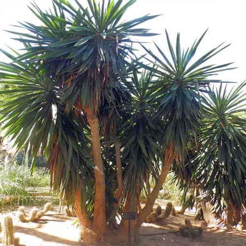 Yucca Elephantipes, Spineless Yucca, Giant Yucca - Image 3