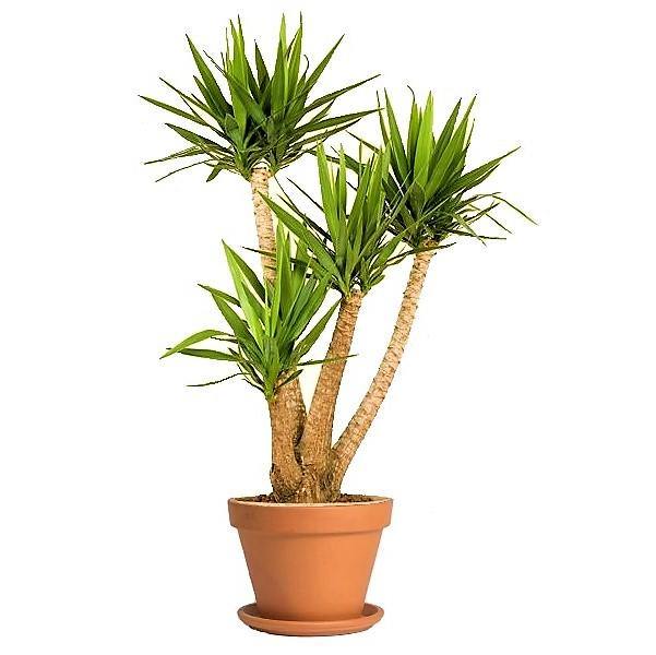 Yucca Elephantipes, Spineless Yucca, Giant Yucca - Image 4