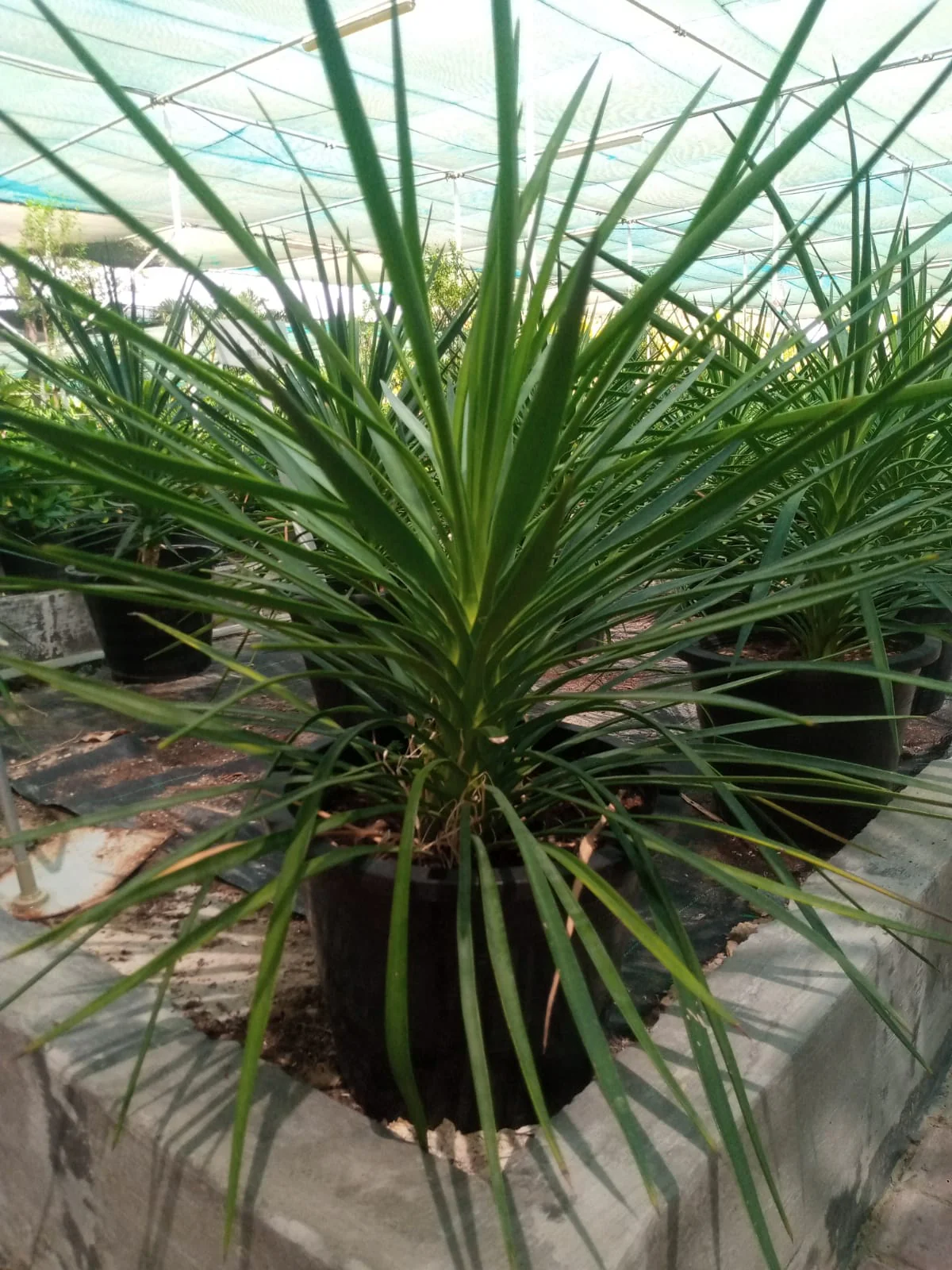 Yucca Elephantipes, Spineless Yucca, Giant Yucca - Image 5