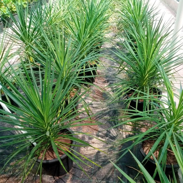 Yucca Elephantipes, Spineless Yucca, Giant Yucca - Image 6