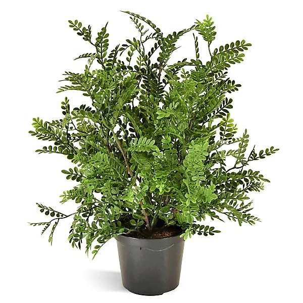 Lemon Pepper Plant, Zanthoxylum Odorum