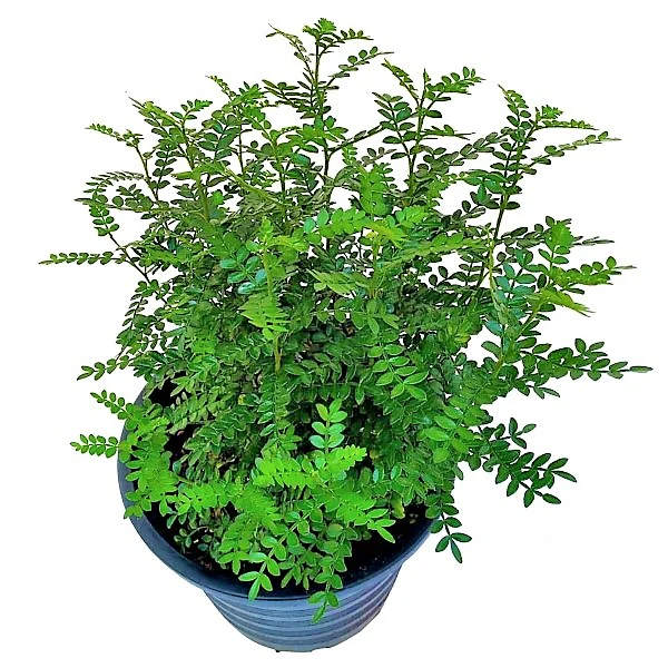 Lemon Pepper Plant, Zanthoxylum Odorum - Image 2