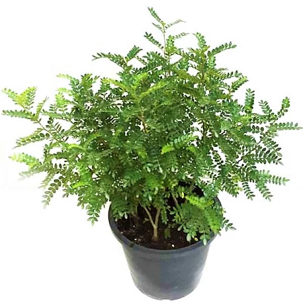 Lemon Pepper Plant, Zanthoxylum Odorum - Image 3