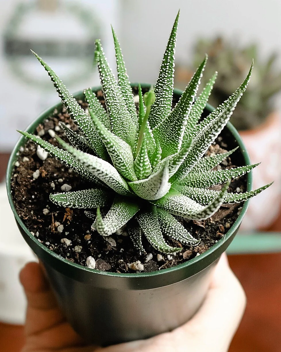 Zebra Cactus, Haworthia Fasciata Concolor 10 - 15cm - Image 2