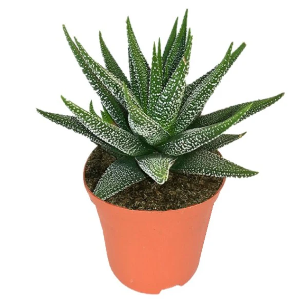 Zebra Cactus, Haworthia Fasciata Concolor 10 - 15cm - Image 3