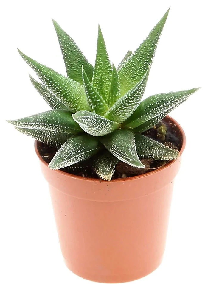 Zebra Cactus, Haworthia Fasciata Concolor 10 - 15cm - Image 4