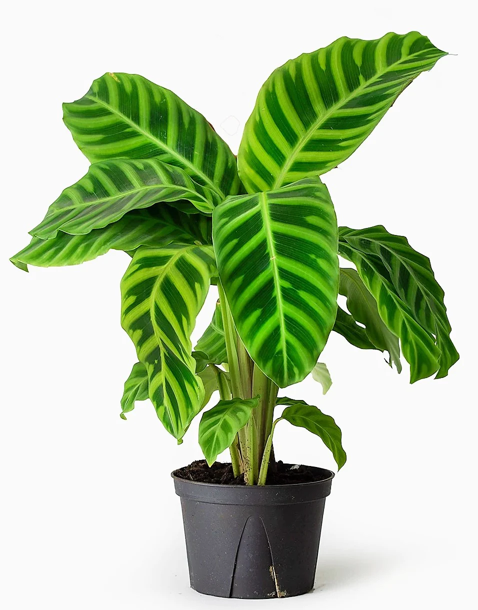 Zebra Plant, Calathea Zebrina - Image 2